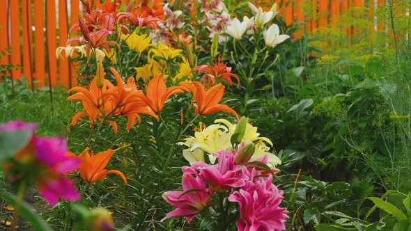 Colorful Lilies Under The Rain