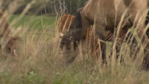 Horses Grazing in a Meadow With Young Colts