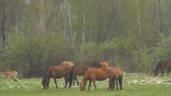 Horses Grazing in a Meadow With Young Colts.