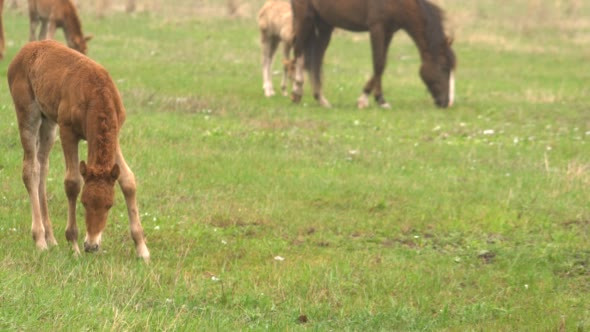 Little Foals Grazing Playing on Green Grass