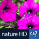Nature HD | Magenta Flowers - VideoHive Item for Sale