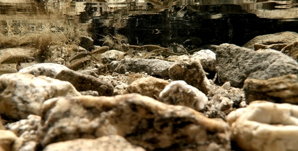 Small Fishes in a River Pool 3