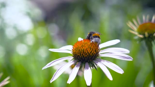 The Bumblebee Collecting Nectar On a Daisy