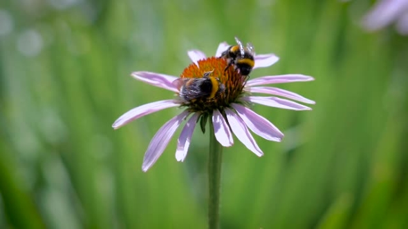 Two Bumblebees Collecting Nectar On a Daisy