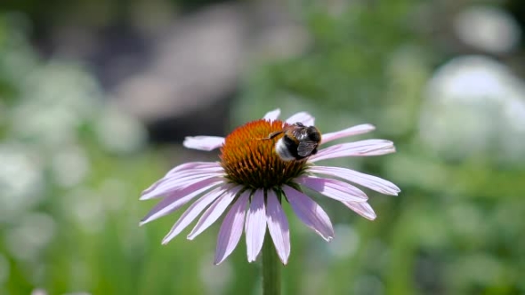The Bumblebee Collecting Nectar On a Daisy