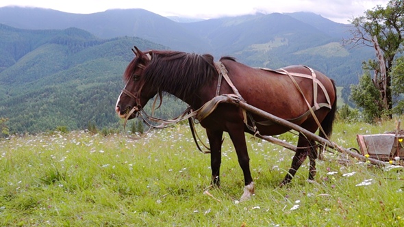 Harnessed Horse Grazing in a Meadow.