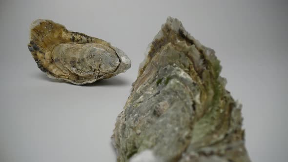 Oysters 22