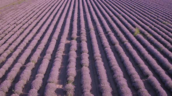 The exciting aerial view from drone to a big lavender field, Speed view 