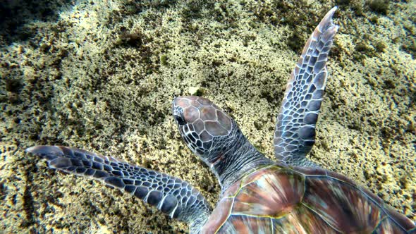 Close up of green sea turtle swimming within arm's distance