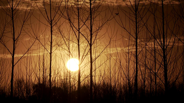 Sun Seen Through Silhouette of Bare Trees During Sunset.