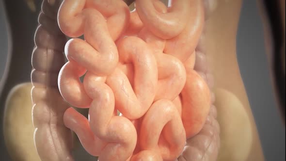 Realistic 3D Medical Animation of Intestinal Workings