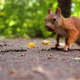Red Squirrel Eats a Hazelnut in the Forest on the Road - VideoHive Item for Sale