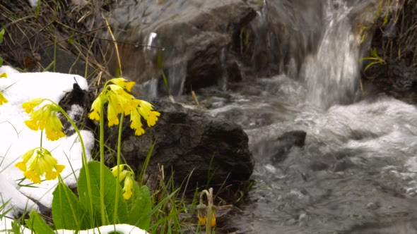 Spring. Yellow Primrose Flowers Under the Snow in