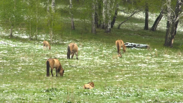 Horses Grazing in a Meadow With Young Colts.