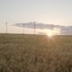 Sunset over a wheat field - VideoHive Item for Sale