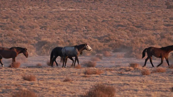 Panning view of wild horses moving through the desert