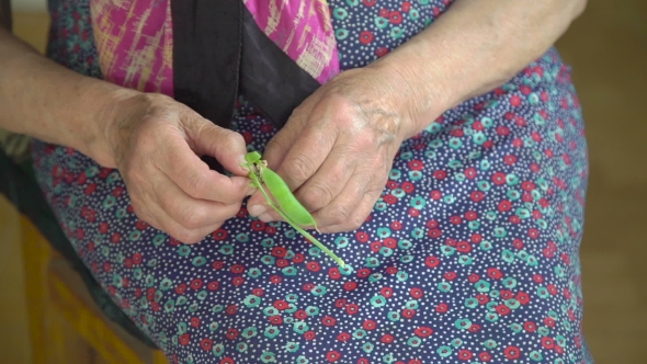 Old Grandmother's Hands Shelling Green Peas In The Village