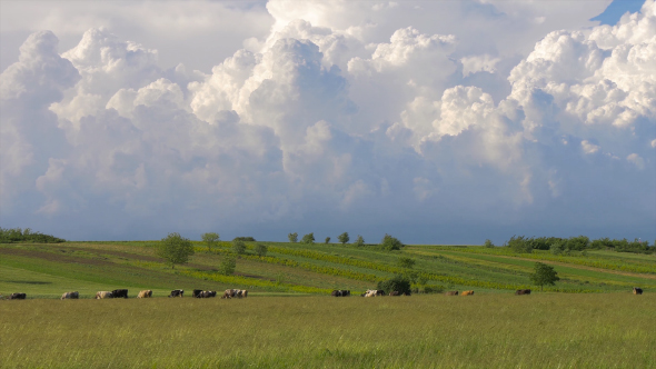 Green Field With Cows and Beautiful Sky 1