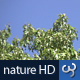 Nature HD | Green Tree Canopies II - VideoHive Item for Sale