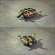 Russian Tortoise Turned Upside Down - VideoHive Item for Sale