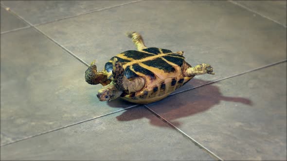 Russian Tortoise Turned Upside Down