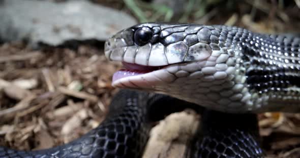 Black rat snake extreme close up eating a meal in the wild