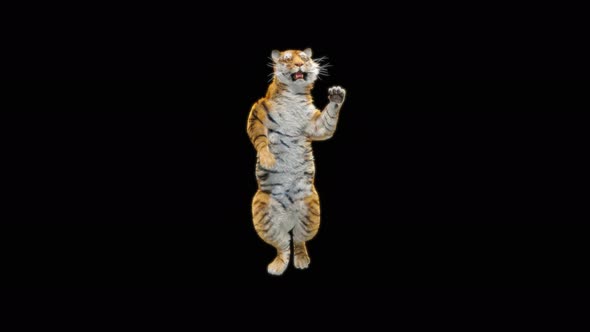 Tiger Dancing 4K