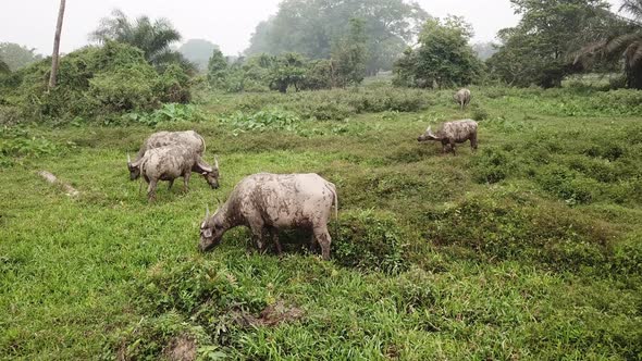 Group of buffaloes grazing grass at farmland