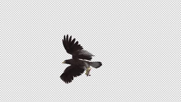 Eurasian White Tail Eagle With Fish - Flying Transition III