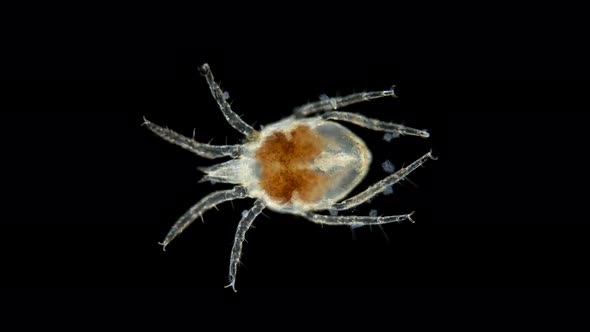 Acari(mite) living in water under a microscope, the superfamily Halacaroidea