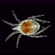 Acari(mite) living in water under a microscope, the superfamily Halacaroidea - VideoHive Item for Sale