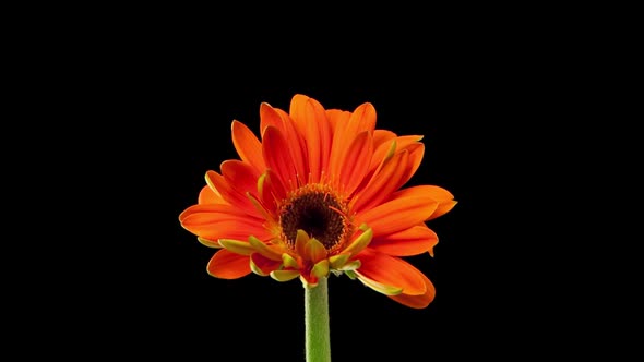 Time Lapse Daisy Flower Opening