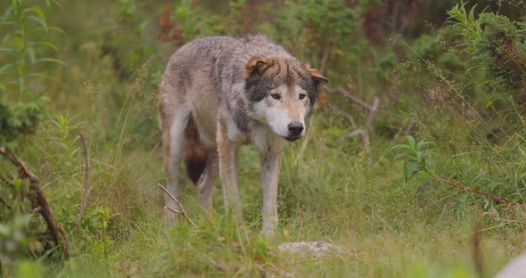 Elder Grey Wolf Standing Still in the Grass at the Forest Floor