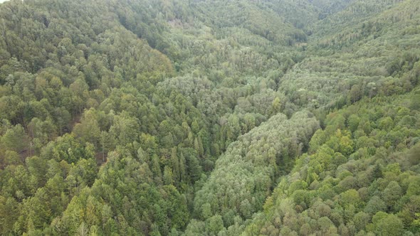 Forest in the Mountains. Aerial View of the Carpathian Mountains in Autumn. Ukraine