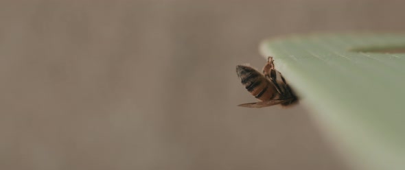 A bee hanging over the ledge