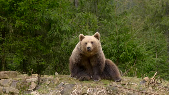 Cute Bear Sits in the Forest