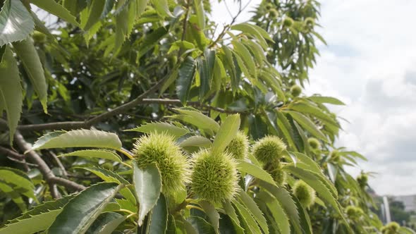 Close up dolly shot of the prickly shells of raw green chestnut hedgehogs growing in an orchard, Nor