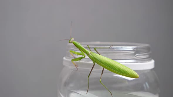 Green Praying Mantis Sits on a Bank in an Apartment