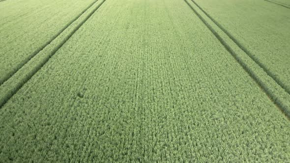 aerial fly over green wheat crop field with tractor tracks