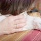 Owner Strokes Her Dog Who is Resting on the Bed - VideoHive Item for Sale