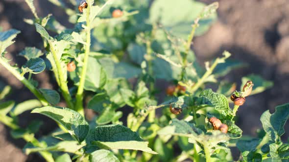 Potato Bug Larva Eating Potatoes Leaves in Garden