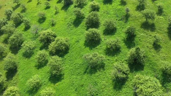 Flying Above an Apple Orchard. Vibrant Green Meadow and Trees in Rows