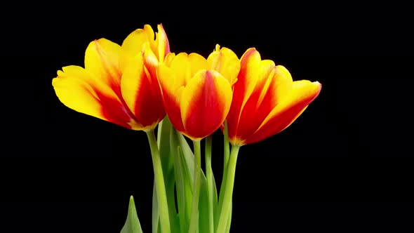 Timelapse of Red Yellow Tulips Flowers Opening