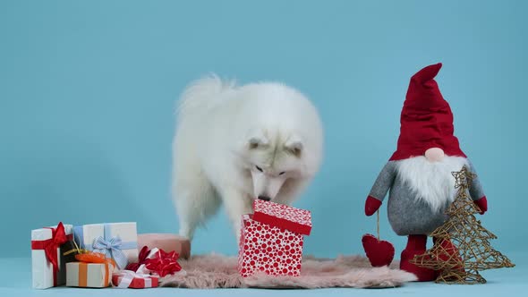 Samoyed Sits on a Blanket Surrounded By Christmas Gifts Against a Bluish Background
