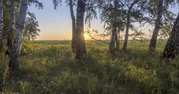 Meadow Timelapse at the Summer or Autumn Time