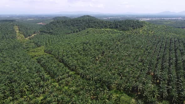 Fresh palm oil plantation in hot day