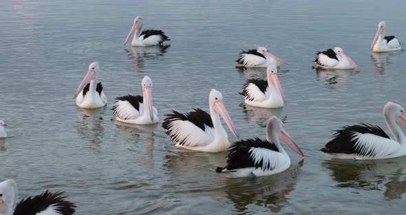 A flock of pelicans floating and swimming on calm water, hoping to be fed