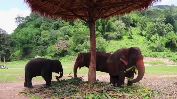 Family of elephants having an afternoon snack together.