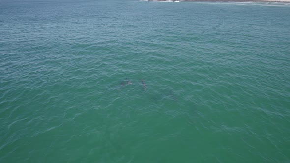 Tursiops Truncatus Swimming In The Sea In Summer. Common Bottlenose Dolphins In Fingal Bay, Australi