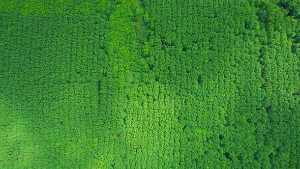 Aerial view from drone over rubber trees plantation. 4K